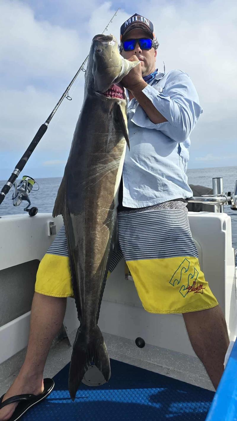 Cobia get Hot Reels Charter clients excited on a regular basis - photo © Fisho's Tackle World Hervey Bay