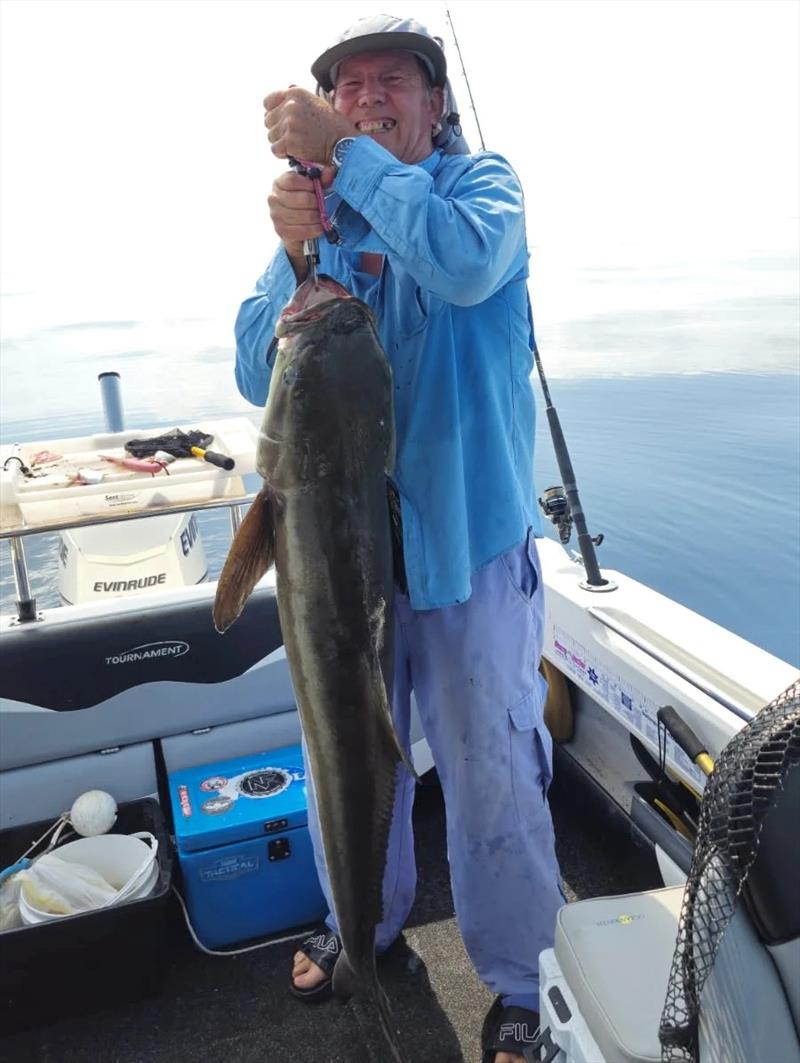Peter Ferris straining to hold his new PB 152cm cobia aloft prior to release. A tough fish caught on a tough reel - being his Daiwa Free Swimmer 10000 photo copyright Fisho's Tackle World Hervey Bay taken at  and featuring the Fishing boat class