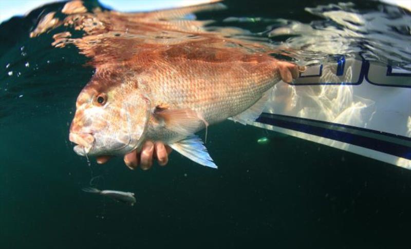 Snapper photo copyright VRFish taken at VRFish and featuring the Fishing boat class