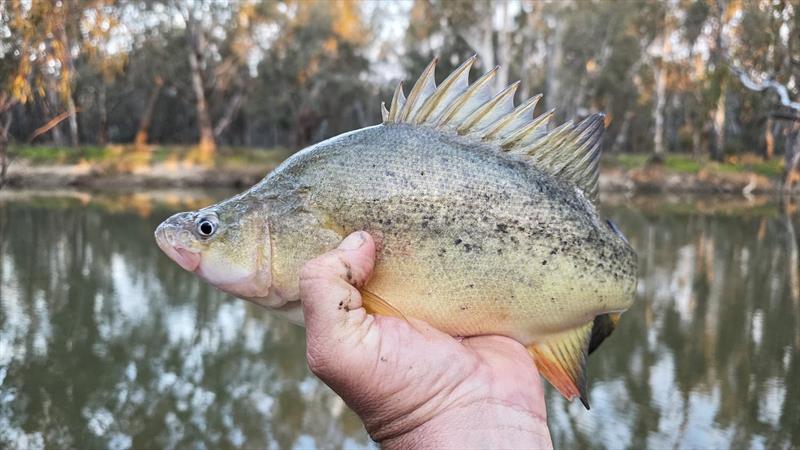 Yellowbelly photo copyright Trellys taken at  and featuring the Fishing boat class