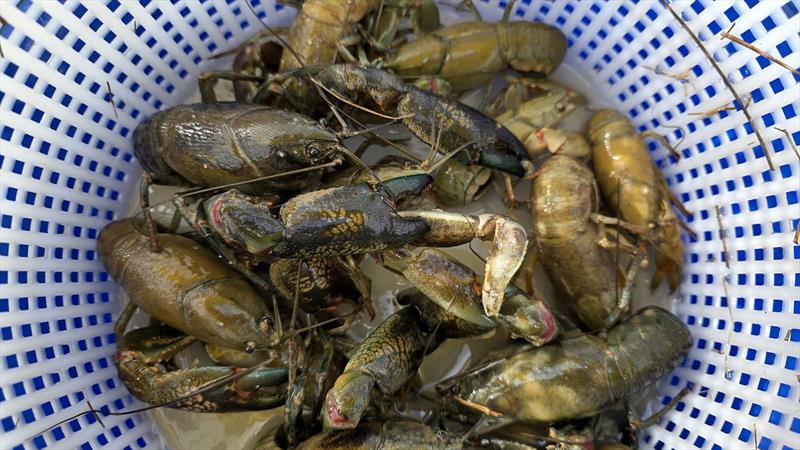 Yabbies photo copyright Trellys taken at  and featuring the Fishing boat class