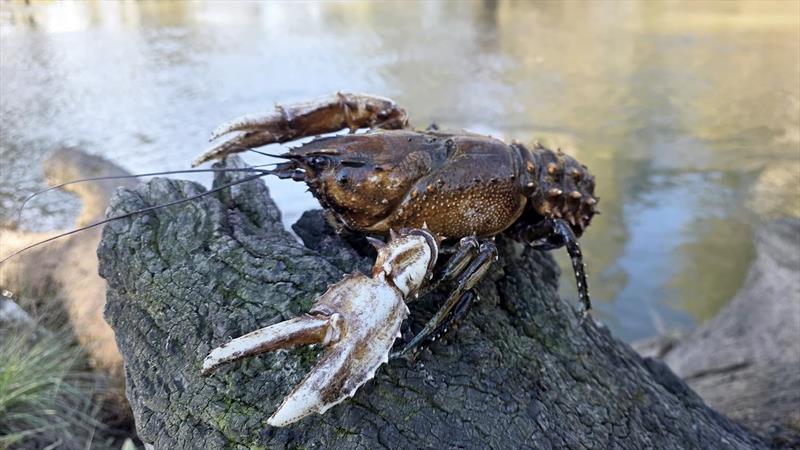 Yabbies photo copyright Trellys taken at  and featuring the Fishing boat class