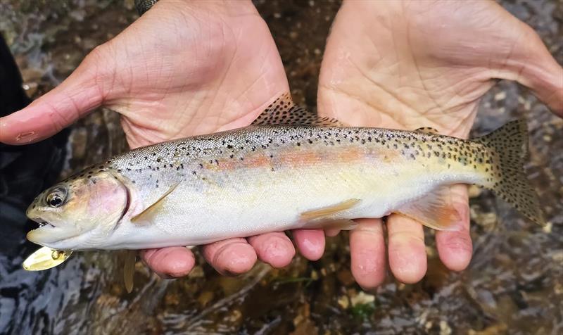 Trelly's Weekly Fishing Report - October 17, 2025 photo copyright Trelly's taken at  and featuring the Fishing boat class