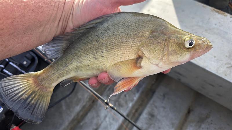 Yellowbelly photo copyright Trellys taken at  and featuring the Fishing boat class