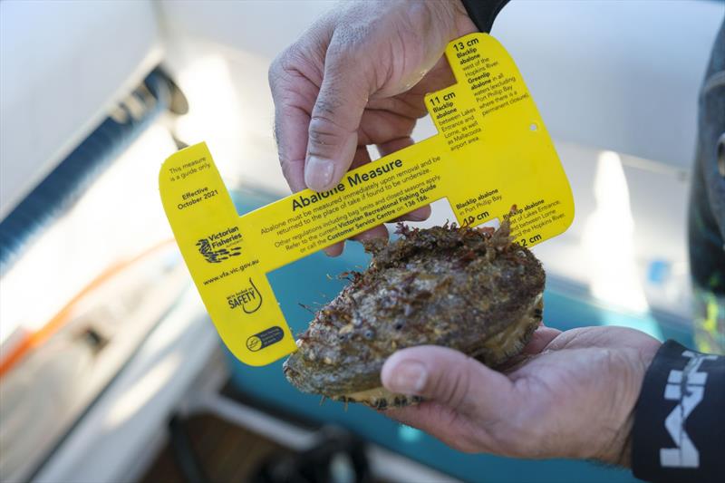 Abalone with abalone measure photo copyright David Anderson Photography.www.dsaphoto.com taken at  and featuring the Fishing boat class