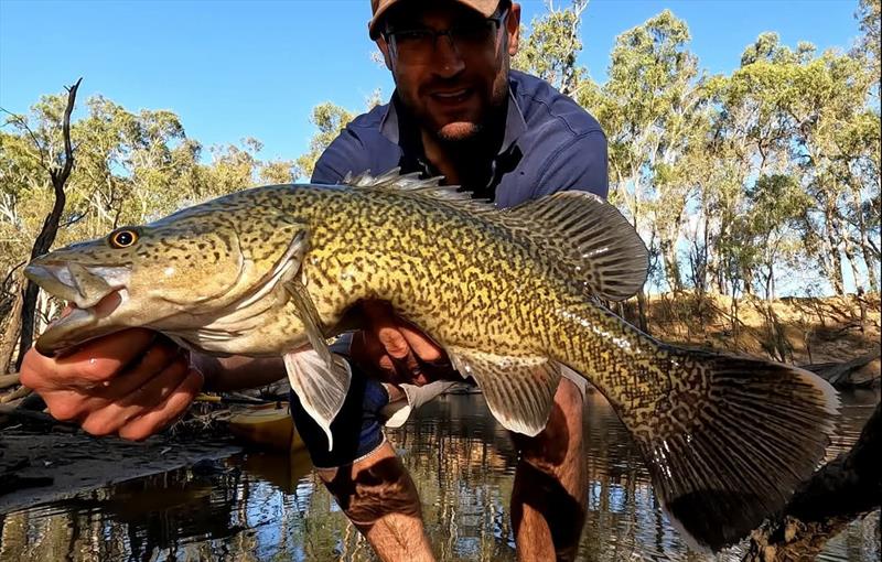 Murray cod - photo © Trellys