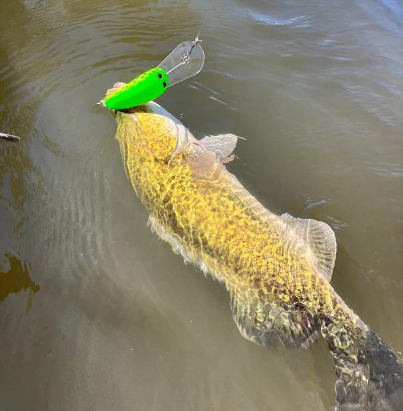 Trelly's Weekly Fishing Report - April 3, 2026 photo copyright Trelly's taken at  and featuring the Fishing boat class