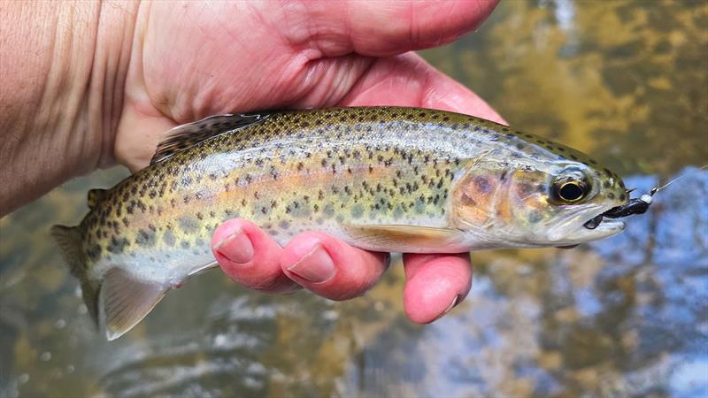 Trout  photo copyright Trellys taken at  and featuring the Fishing boat class