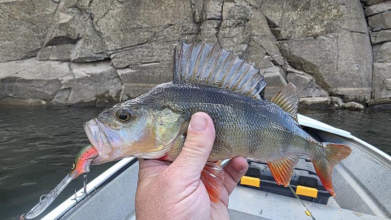 Redfin photo copyright Trellys taken at  and featuring the Fishing boat class