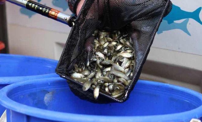 Growing more fish for a better future photo copyright VRFish taken at  and featuring the Fishing boat class