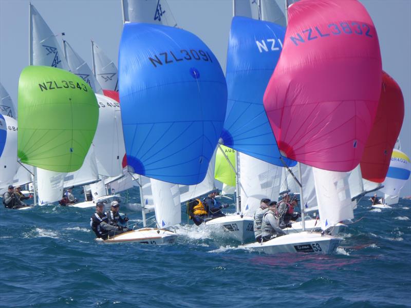 New Zealand teams downwind on the final day of the Flying Fifteen Worlds at Napier photo copyright Jonny Fullerton taken at Napier Sailing Club and featuring the Flying Fifteen class