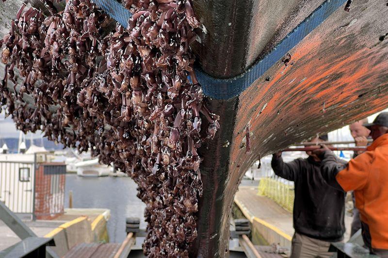 Olleanna's barnacle growth and resistance was bigger than expected in the southern ocean, for Jeremy Bagshaw - can other Golden Globe Race entrant's hulls look like this one?  photo copyright GGR2022 / D&JJ taken at  and featuring the Golden Globe Race class