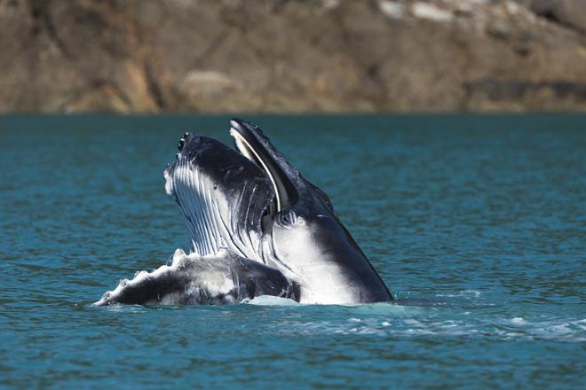 More whales on day three of Audi Hamilton Island Race Week - photo © Andrea Francolini / Audi