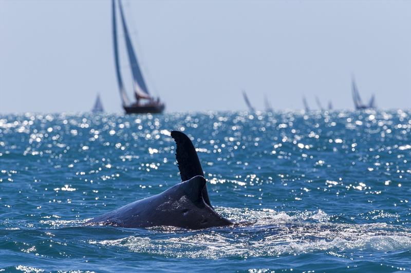 Whales are part and parcel of Airle Beach Race Week 2017 photo copyright Andrea Francolini taken at Whitsunday Sailing Club and featuring the IRC class