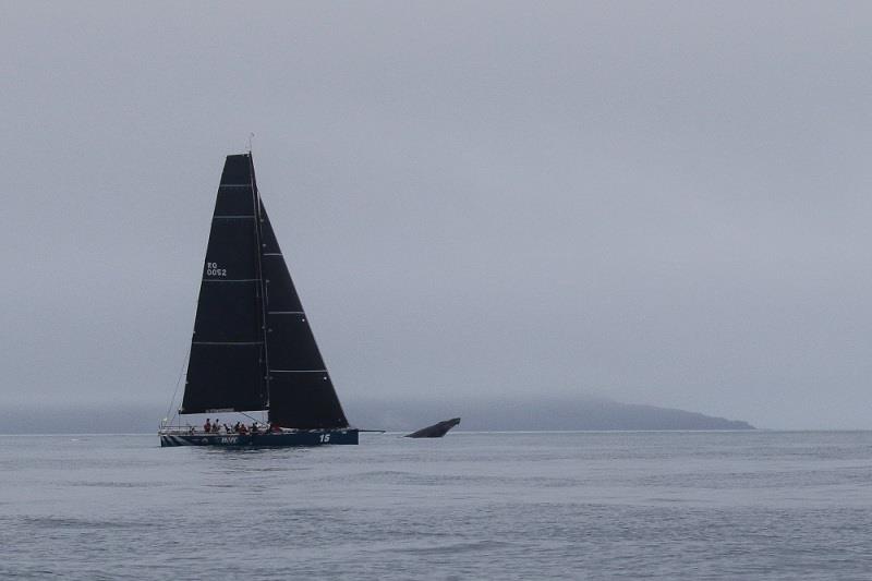 Envy Scooters is led by a whale - 2020 Airlie Beach Race Week, day 4 photo copyright Shirley Wodson / ABRW taken at Whitsunday Sailing Club and featuring the IRC class