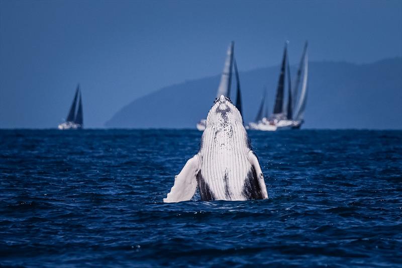 Humpback checking out the fleet - 2022 Hamilton Island Race Week photo copyright Salty Dingo taken at Hamilton Island Yacht Club and featuring the IRC class