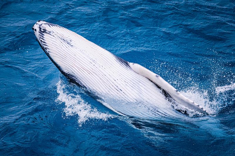 Whale calf at Hamilton Island Race Week 2022 - photo © Salty Dingo