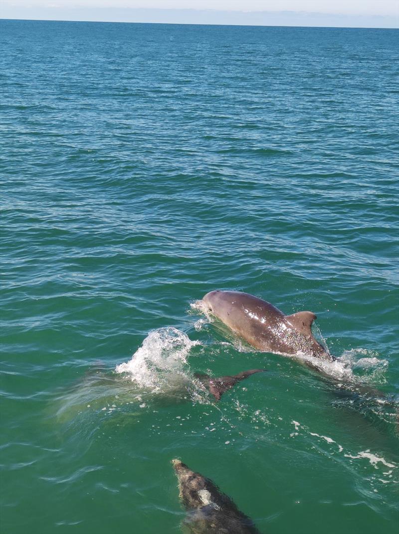 Dolphin display alongside Mojito during the ISORA 2023 Welsh Coastal Race in Pwllheli  photo copyright Nick Smith taken at Pwllheli Sailing Club and featuring the IRC class