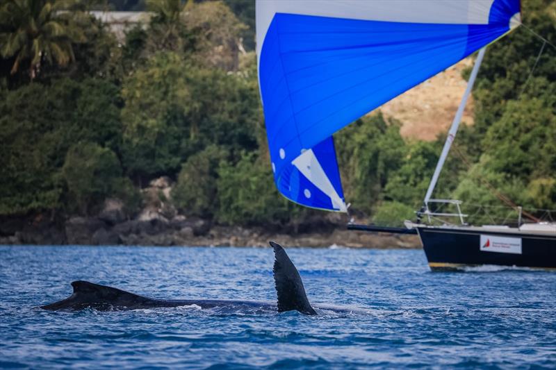 Mother and Baby Whale welcoming the sailors to HIRW - 2023 Hamilton Island Race Week, Day 3 photo copyright Salty Dingo taken at Hamilton Island Yacht Club and featuring the IRC class
