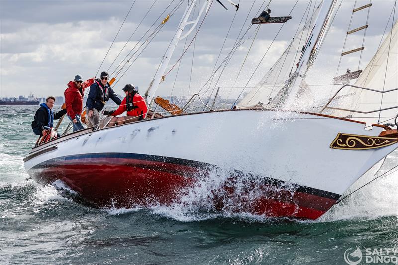 2024 Festival of Sails Passage Race photo copyright Salty Dingo taken at Royal Geelong Yacht Club and featuring the IRC class