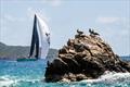 Jim Vos' Reichel Pugh 37 - BVI Spring Regatta & Sailing Festival © Alex Turnbull / Tidal Pulse Media