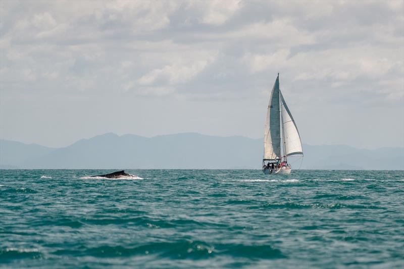Dreamagic conjured up a whale to end a great week - SeaLink Magnetic Island Race Week 2025 - photo © Revolution Production