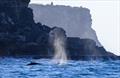 Two whales leave Sydney Harbour - 2026 Syd to GC Race &copy; Bow Caddy Media
