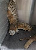 &copy; RSPCA East Winch Wildlife Centre