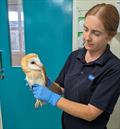 &copy; RSPCA East Winch Wildlife Centre