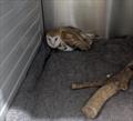 &copy; RSPCA East Winch Wildlife Centre
