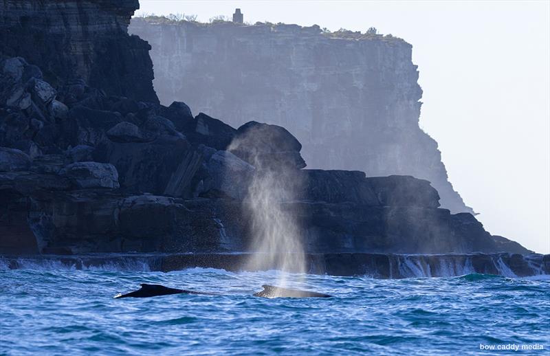 Two whales leave Sydney Harbour - 2026 Syd to GC Race - photo © Bow Caddy Media