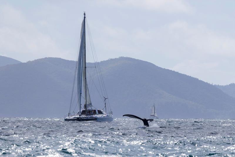 Resolute II had a whale of a time - Jeanneau and 74 Islands Airlie Beach Race Week day 2 - photo © Andrea Francolini / ABRW