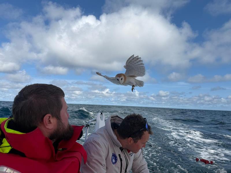 The exhausted barn owl attempts to land on board the Army Sailing Association's Sun Fast 3600 Fujitsu British Soldier photo copyright Fujitsu British Soldier taken at Royal Ocean Racing Club and featuring the IRC class