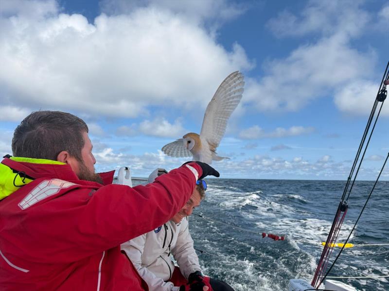 The exhausted barn owl attempts to land on board the Army Sailing Association's Sun Fast 3600 Fujitsu British Soldier photo copyright Fujitsu British Soldier taken at Royal Ocean Racing Club and featuring the IRC class