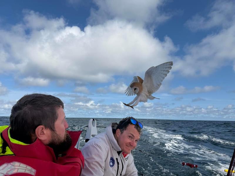 The exhausted barn owl attempts to land on board the Army Sailing Association's Sun Fast 3600 Fujitsu British Soldier photo copyright Fujitsu British Soldier taken at Royal Ocean Racing Club and featuring the IRC class