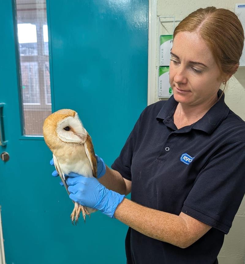 The exhausted barn owl has now been rescued - photo © RSPCA East Winch Wildlife Centre