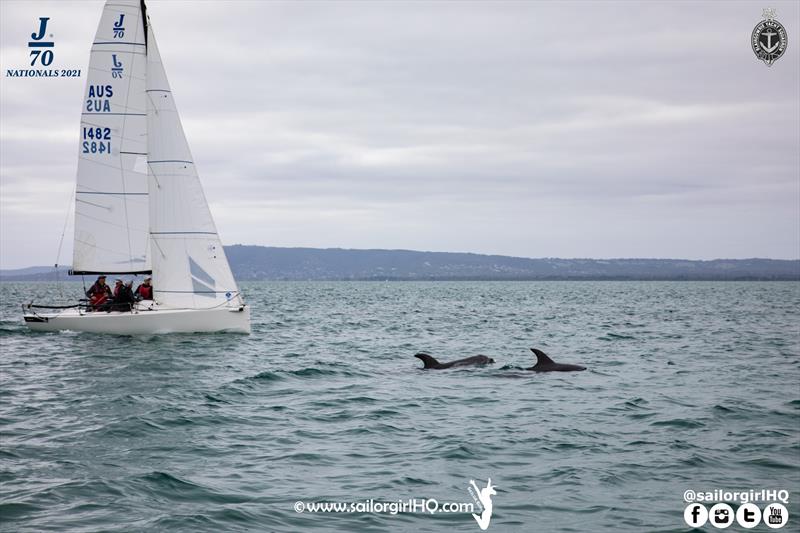 Dolphins escort the fleet during the 2021 J70 Australian Championships photo copyright Nic Douglass / www.AdventuresofaSailorGirl.com taken at Blairgowrie Yacht Squadron and featuring the J70 class