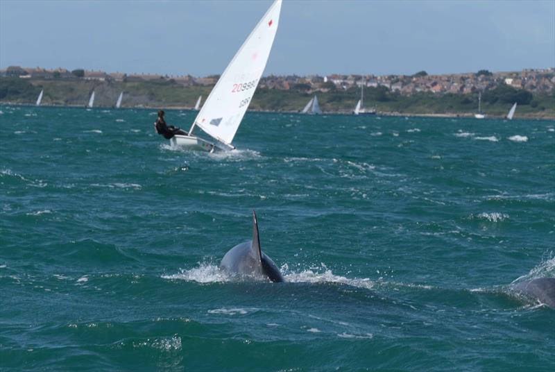 Dolphins during the UKLA ILCA 7 Nationals at the WPNSA - photo © Sam Pearce