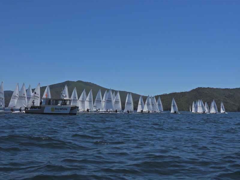 NZ ILCA National Championships - Day 3, Queen Charlotte Yacht Club, Picton - photo © Christel Hopkins