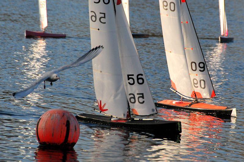 A seagul takes a closer look - Stan Cleal Trophy contested at GAMES 12 Marblehead Open at Three Rivers photo copyright John Male taken at Three Rivers Radio Yachting Club and featuring the Marblehead class