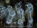 Clavelina lepadiformis is commonly called the Lightbulb sea squirt. If you spot it anywhere, please report it to authorities © S Happy Auckland Council