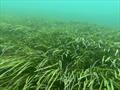 Caulerpa – and Subtidal seagrass - It can be easy to mistake friendly natives for pests. Exotic caulerpa for example can look very similar to some of our beneficial natives like seagrass but the native exists in balance with the local ecosystem while the  &copy; Shaun Lee