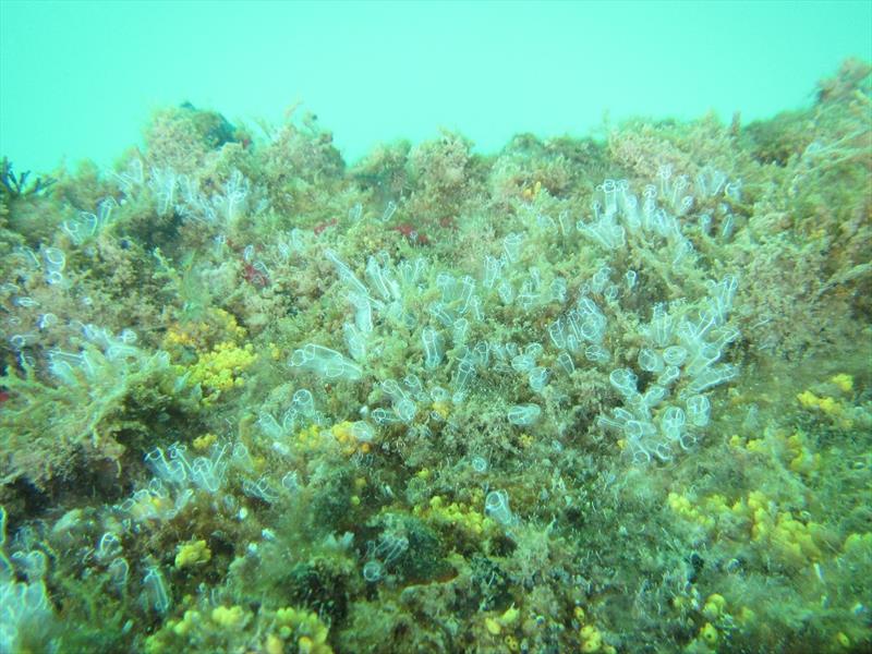 Lightbulb ascidian has been found at Gulf Harbour Marina photo copyright Sam Happy, Auckland Coulcil taken at Gulf Harbour Yacht Club and featuring the  class