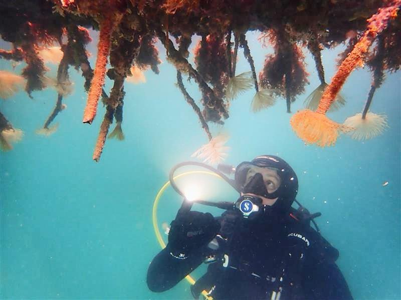 If you spot a marine pest like Mediterranean fanworm outside of a known location, report it urgently to the Ministry for Primary Industries - November 2025  photo copyright Monica Nevill-Jackson, Bay of Plenty Regional Council   taken at Wakatere Boating Club and featuring the  class
