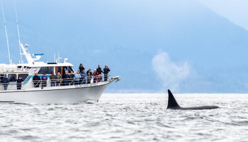 The family of killer whales made their appearance to the race course today in Victoria - 2018 Melges 24 World Championship - Day 3 - photo © IM24CA / Zerogradinord