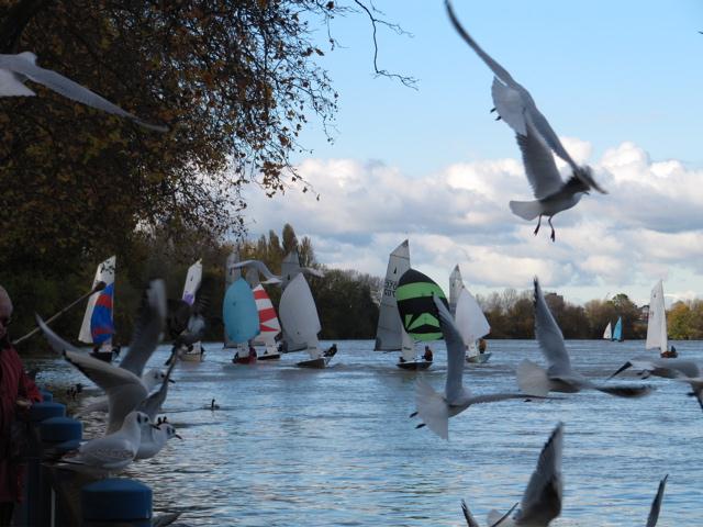 RTYC Merlin Rocket Autumn Trophy at Ranelagh photo copyright Neil Fairplay taken at Ranelagh Sailing Club and featuring the Merlin Rocket class