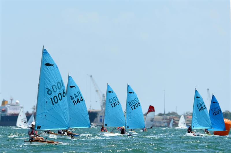 Invited classes racing at ISAF Sailing World Cup Melbourne photo copyright Sport the library / Jeff Crow taken at Royal Melbourne Yacht Squadron and featuring the Minnow class