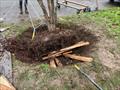 The root ball emerges from Seattle dirt © David Schmidt