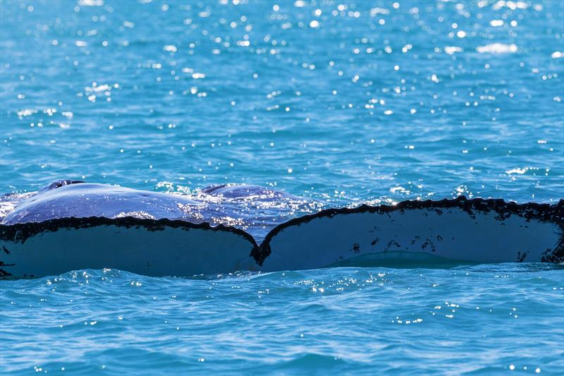 A whale tale at Airlie Beach Race Week 2017 photo copyright Andrea Francolini taken at Whitsunday Sailing Club