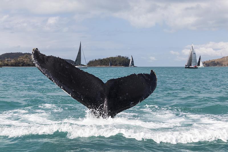 Whale in Dent Passage on day 4 at Audi Hamilton Island Race Week 2017 photo copyright Andrea Francolini taken at Hamilton Island Yacht Club